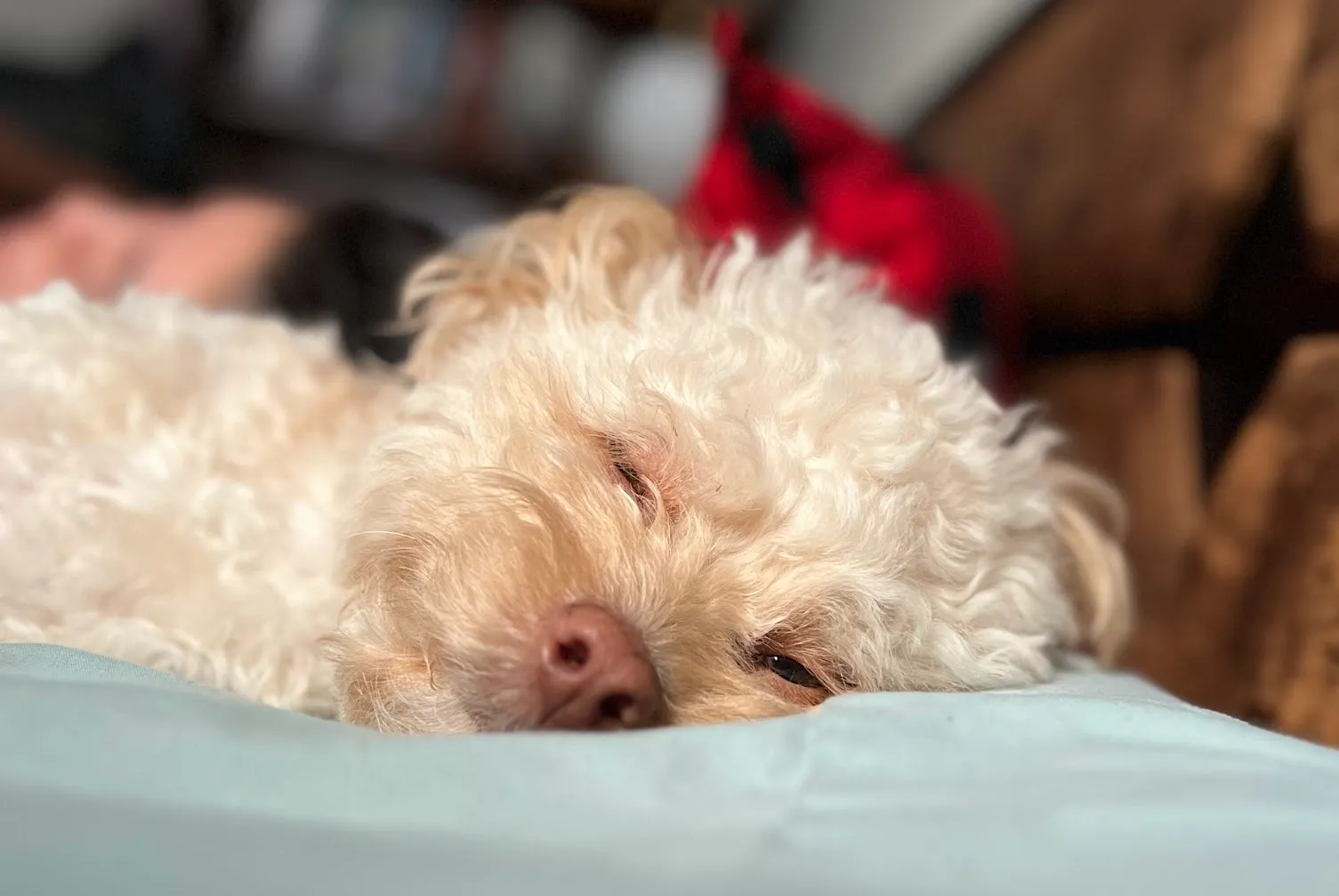 Little tired Yuzu sleeping on pillow